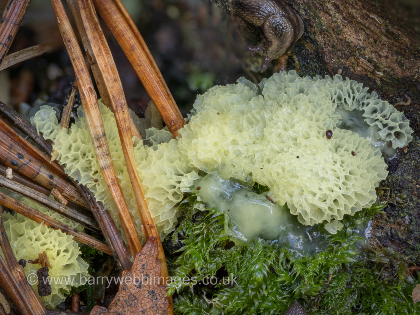 Photo © Barry Webb Ceratiomyxa porioides by Barry Webb